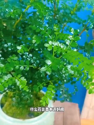 友友们,夏天来了,大家一定要养一颗清香木,它简单好养,美观大气,还能净化空气哦,喜欢的友友们把它带回去吧!#清香木 #美观实用 #适合室内养的绿植 #花卉绿植#爱生活爱养花