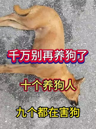 千万别再养狗了,十个养狗人,九个都在害狗!#养狗 #养狗经验分享 #养狗人 #狗狗 #养狗日常