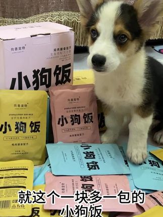 家里有狗狗快点击链接安排上吧#向善小狗饭 #狗狗🐶 #萌宠#狗饭
