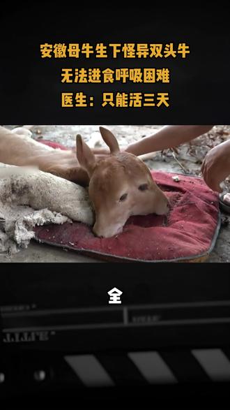 安徽母牛生下怪异双头牛,无法进食呼吸困难,医生:只能活三天#动物 #奇闻 #科普 #长知识