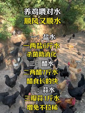 养鸡喂对水 顺风又顺水#三农 #养鸡小妙招 #生态散养土鸡#养鸡人 #跑山鸡