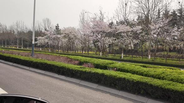 来潍坊看樱花啦 #po图晒晒我的心头好 #人间观察计划 #是谁打翻了大自然调色盘 #分享我的旅行回忆 #晒晒春游吃什么