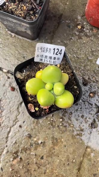 小青芒冠服5左右!凑单满35就包邮!