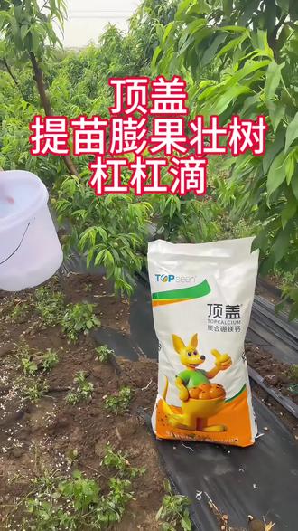 桃子膨大期好的膨果肥很重要#补充果树营养 #果树管理肥料 #膨果肥 #真实生活分享计划