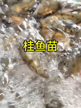 #养殖基地 #特种鱼苗养殖 #优质鱼苗#生态养殖 #鱼塘养殖  桂鱼苗