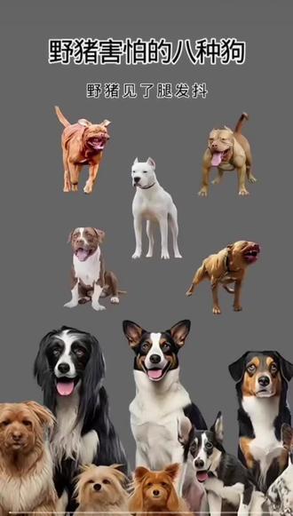 #实战猎犬 #猎犬爱好者 野猪见了就害怕的八种猎狗
