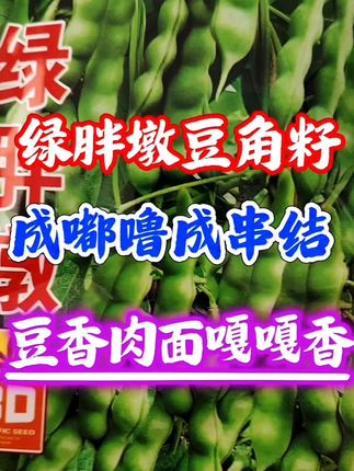 喜欢吃鼓豆面豆的家人们就种它,绿胖墩豆角籽,成嘟噜成串子的结,豆鼓肉面开锅烂糊面糊好吃,春秋两季都能种#绿胖墩豆角籽 #嘎啦豆豆角种子 #三农种植 #抖音我要上热门 #抖加热点小助手