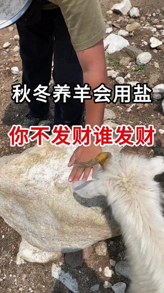 秋冬养羊会用盐 #羊 #农村养羊人 #养羊技术分享