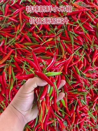 新鲜小米椒#小米椒 #小米辣 #辣椒 #无辣不欢 #优质农产品