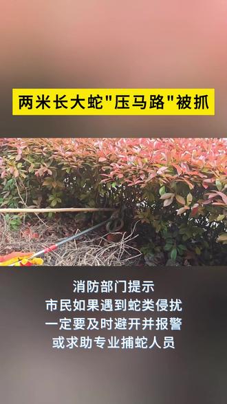 两米长大蛇"压马路"被抓 #蛇 #宿迁 #野生蛇类