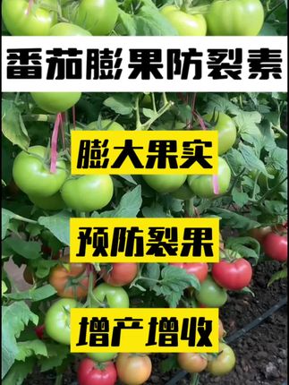 #番茄#番茄种植#番茄高产