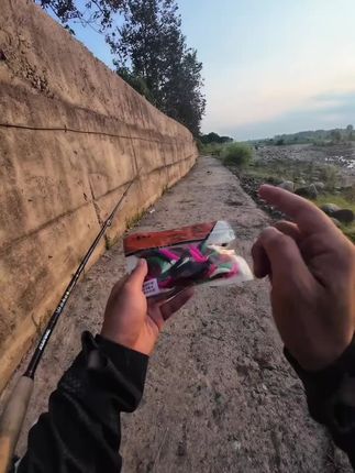 针尾泡泡虫 9.9一百条的泡泡虫你用过吗 钓鳜鱼本来饵就是消耗品 怎么便宜怎么来 兄弟们拼手速了#针尾泡泡虫#路亚鳜鱼