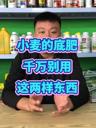 #小麦种植 #小麦高产 #小麦管理 #小麦底肥 #颗粒硼