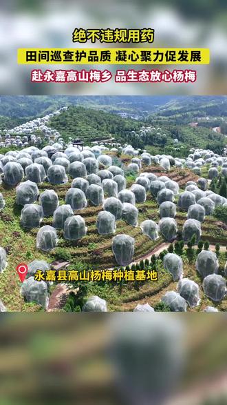杨梅安全 巡山走起 协会在行动#杨梅# 生产安全#放心吃杨梅#