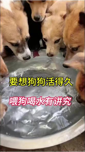 要想狗狗活得久,喂狗喝水有讲究#狗狗喂养方式 #狗狗饮水注意事项