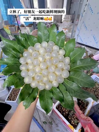 秋天了,一起吃甜甜润润的龙眼吧#龙眼 #现摘龙眼 #四川龙眼 #大龙眼 #泸州龙眼
