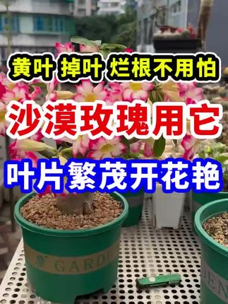 沙漠玫瑰养护专用药,#沙漠玫瑰专用药 #沙漠玫瑰养护小常识 #沙漠玫瑰预防干枯 #沙漠玫瑰叶黄 #养花小知识