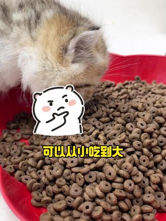 养出肥猫猫其实并不难! 只要猫粮选的好!#猫粮 #猫 #猫咪的迷惑行为