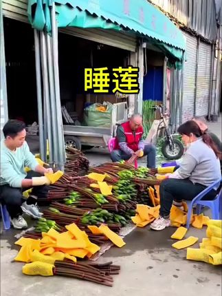花开后满屋飘香,你会送自己一束睡莲吗?#花卉绿植 #睡莲鲜切花 #爱生活爱鲜花