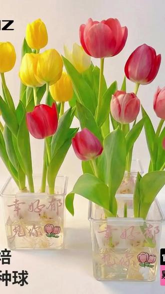 水培郁金香种球大号种子盆栽成活带芽花苞土培种植开花进口正版 #水培郁金香种球