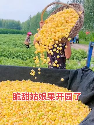 #姑娘果 #无限回购的宝藏单品