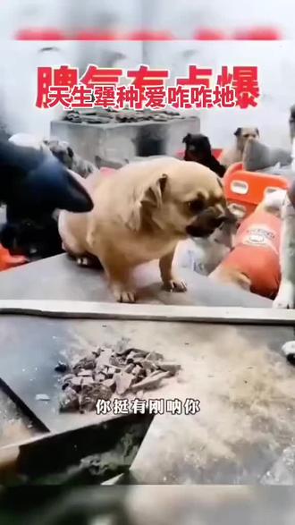 #上热门 #感谢抖音让我上了热门 #搞笑 天生犟种确实和超雄一样😂