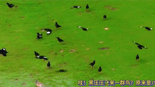 无人机拍动物(3)海南八哥。
八哥在我们小区是最多的鸟类,整天飞来飞去,叽叽喳喳。春耕时节八哥常在农民耕田或耕地后觅食蝗虫、金龟甲、蝼蛄等农作物害虫为主,因此是一种农林益鸟。
八哥善于效鸣,甚至能模仿简单的人类语言,且饲养简单,不挑食,温顺,不畏人。可供赏语、赏鸣和赏艺,具有较高的观赏价值。但是,八哥属于国家“三有”保护动物(指国家保护的有重要生态、科学、社会价值的陆生野生动物),未经批准私自饲养是违法的。