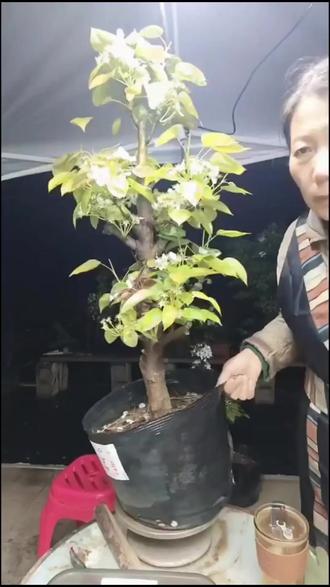 在家就能种的冬红果盆栽,太治愈啦!