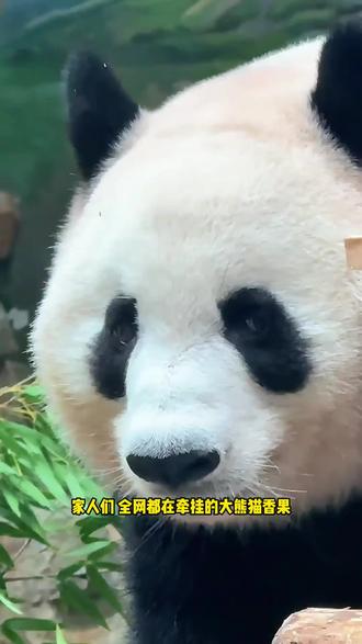 #大熊猫香果 病情牵动全网!一文看懂熊猫肠扭转#守护国宝大熊猫 #祈福平安 #科普健康知识 #国宝熊猫