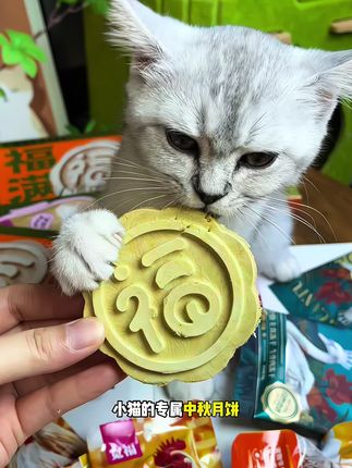 是谁家小猫还没有收到专属中秋月饼呀!19块9尽然给小猫买到这么多,每样都是猫咪爱吃的#萌宠好物 #这也太好吃了 #宽福 #猫咪 #科学养宠
