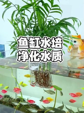 在鱼缸里水培些植物,不仅能够净化水质,还能增加鱼缸美观度。这种水培专用的植物篮就很好用,我们只需要把想要水培的植物种在里面,然后放到鱼缸里就可以了。它这个透气性很好,不会积水烂根,而且造型也好看,放到鱼缸里就像一个装饰品#水培植物篮#鱼缸造景#水族#养鱼日记#养鱼养心