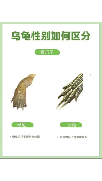 乌龟怎么区别公母性别区分#养龟日常 #龟龟 #新手养龟 #养龟攻略