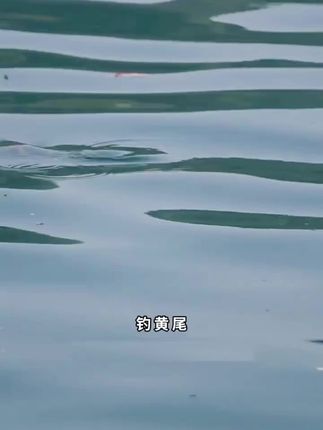 钓黄尾就用改良阿矶子线,专钓黄尾改良钩型提升强度有效防止跑鱼#钓黄尾 #子线双钩 #黄尾子线双钩
