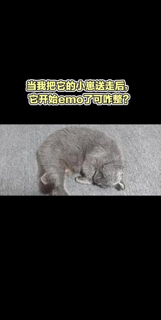 #猫咪 当它的小猫咪被送走后,不是在叫喊着找小猫,就是一直趴在那很emo的样子。断奶后母猫涨奶结块怎么缓解呢?#萌宠 #蓝猫 #母猫 #涨奶
