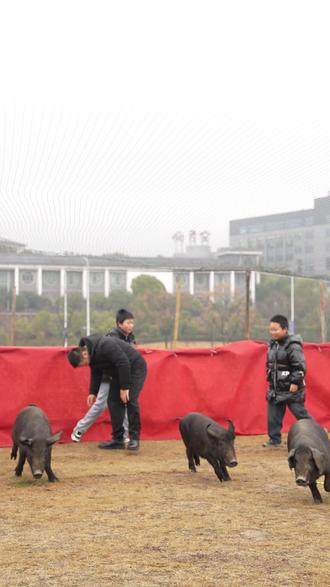 抓抓乐园开园啦!抓猪规则大揭秘→门票58.8,抓到指定区域即可带回家或折成现金红包哦~