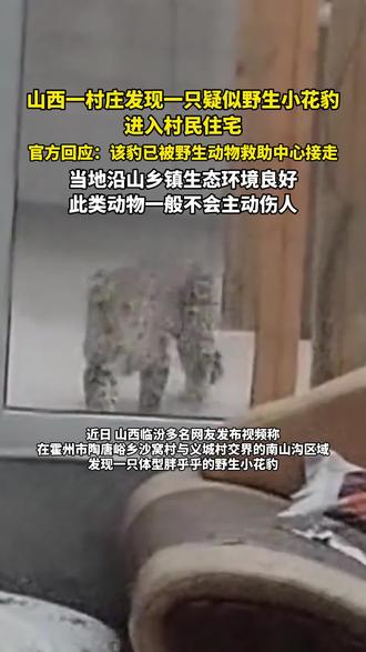 山西一村庄发现一只疑似野生小花豹,进入村民住宅