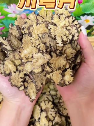 #川穹片 #川穹片推荐 #川穹