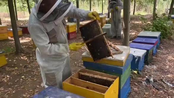 椴树蜂蜜是一种营养价值高、具有多种保健功效的天然食品,其主要功效包括:
1, 缓解疲劳
补充能量:富含葡萄糖和果糖,可被人体快速吸收,提供能量,迅速缓解疲劳。
2,安神助眠、
调节神经:含有维生素、镁、磷、钙等,能调节神经系统,缓解神经紧张,促进睡眠。
镇静作用:特有的芳香物质具有镇静作用,有助于改善睡眠质量。
3,护肝解酒:含有的果糖可促进酒精的分解吸收,加速醒酒,缓解酒后头痛。
保护肝脏:促进肝细胞再生,对脂肪肝有一定抑制作用,保护肝脏功能。
4,润肺止咳:具有润肺功效,可辅助治疗肺结核和气管炎等呼吸系统疾病。
止咳化痰:能缓解咳嗽症状,促进痰液排出。
5,促进消化,调节胃肠功能:促进胃酸分泌正常,增强肠蠕动,改善消化功能。润肠通便:缓解便秘,缩短排便时间,清除肠道毒素。
6,美容养颜,滋养皮肤:直接涂抹可滋润皮肤,使皮肤细腻光滑,富有弹性。
抗氧化:富含抗氧化物质,清除自由基,延缓皮肤衰老,减少色素沉着。
7,增强免疫力,营养补充:含有多种维生素、氨基酸和矿物质,补充营养,增强身体抵抗力。
8,抗菌消炎:对多种细菌有抑制作用,可杀菌消毒,预防感染。
其他功效
延缓衰老:抗氧化作用有助于延缓细胞衰老,保持身体活力。
减轻高血压和心脏病风险:促进脂肪分解,减少血管脂肪沉积,保护心脑血管健康。#我的乡村生活 #纯天然无添加 #农家土蜂蜜 #强烈推荐 #原创视频