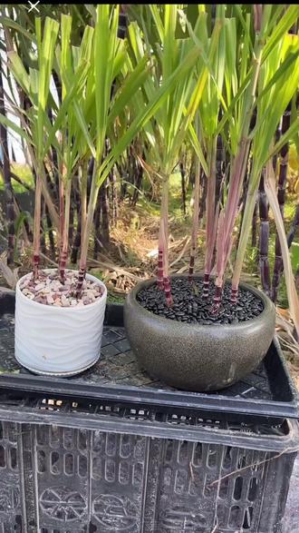 迷你小甘蔗,种盆栽放办公室挺好的