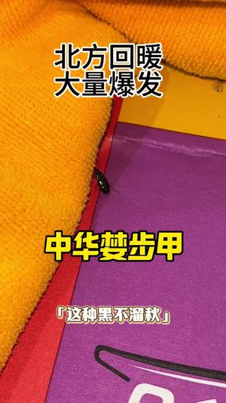 中华婪步甲 近期北方天气回暖,这种黑不溜秋到处乱爬的虫子又开始频繁出没,它就是中华婪步甲。
这种虫子趋光性极强,一到晚上就顺着灯光往屋里钻,一旦进到家中定居下来,危害不容小觑。
受到惊扰就会主动叮咬人,皮肤被咬后红肿刺痛,瘙痒难忍。
自身还携带大量细菌病菌,爬过衣物、家具以及食物表面,极易造成污染,不小心接触食用,很容易引发肠胃不适。
家里有老人小孩,更加要注意,家中一旦发现,可使用婪步甲专用杀虫剂,喷洒在窗台、门缝、墙角等处,形成隐形药膜,虫子接触就灭杀,药剂无色无味,家中有孩子宠物也可使用。#中华婪步甲 #婪步甲专用杀虫剂 #婪步甲怎么消灭 #小甲虫 #婪步甲