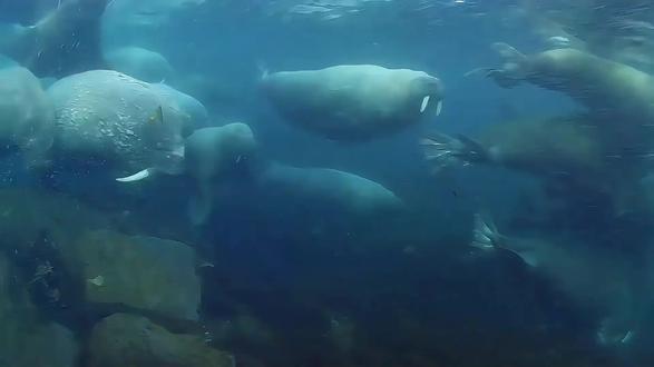#海洋生物 太平洋海象的介绍视频.