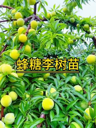 #蜂糖李 #蜂糖李子苗 #果树苗 蜂糖李树苗南北方均可种植#果苗供应 #优质种苗