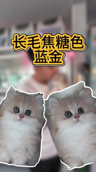 长毛蓝金宝宝#vlog十亿流量扶持计划 #猫咪 #蓝金渐层