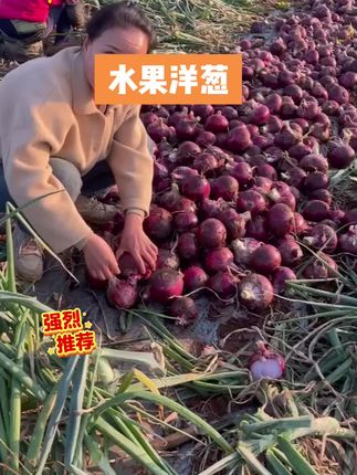 #上热门🔥 #洋葱 #洋葱种子#优质农产品 #三农