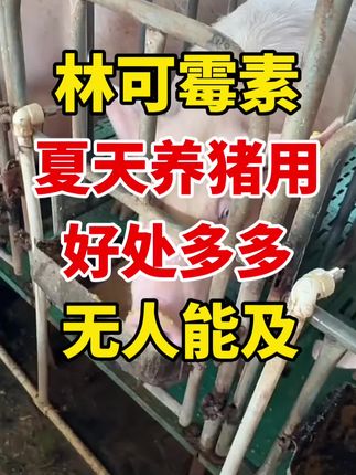#猪场#养猪#母猪#养猪人