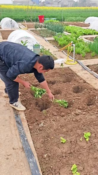 马上要种茄子 辣椒等蔬菜了,我每年都用这个#复合肥 做底肥,蔬菜长势旺盛结果多#种菜 #蔬菜肥料 #种植小技巧