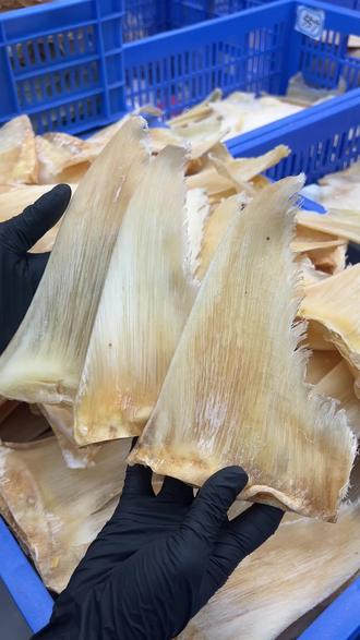 8-10勿骨金钩翅
鱼翅是什么鱼种?
鱼翅是鲨鱼身上的鳍骨,鲨鱼属软骨鱼类,鳍骨形似粉丝。鲨鱼🦈翅在民间通常以"鱼翅"简称。作为中国传统的名贵食品之一,始见于《宋会要》,是山珍海味中的一种,鱼翅又称鲛鱼翅、鲛鲨翅、沙鱼翅、金丝菜等,具体指鲨鱼鳍中的细丝状软骨,由鲨鱼的胸、腹、尾等处的鳍翅干燥制成。根据国内的相关规定,不得在公务接待中提供鱼翅等保护动物制作的菜肴。
鱼翅的出产地较广,种类繁多,不过从涨发后的形状看,却可以简单地分为排翅和散翅两大类。排翅又称鲍翅、裙翅或群翅,如五羊片、青片、牙拣翅等涨发而成,并且在涨发时采取某种保形方法,使翅针通过柔软的骨膜连在一起。发好的排翅呈扇形梳状,形状完整,美观大方。
散翅是用较薄小的鱼翅涨发而成的,翅针根根分离呈粉丝状。排翅的翅针一般较粗大且骨膜肥厚。
按鲨鱼鳍所生长部位可分为背鳍、胸鳍、臀鳍、尾鳍。脊翅(背鳍)取自鲨鱼的背鳍,多是三角形与勾翅一样两面颜色相近,脊翅翅针较短;勾翅(尾鳍)取自鲨鱼的尾鳍,全鳍无骨,故加工后成数最高,翅针粗长,价钱亦最贵;翅片(胸鳍)多呈长形,两面颜色不同,即为阴阳色。
按鱼翅按颜色分,有黄、白、灰、青、黑、混(黄白色)等六种,其中以黄、白、灰三色较优。
按鱼翅由于产地和焙制方法不一,又有淡水翅咸水翅之分。淡水翅系用日光晒干,或用石灰水浸渍而成,质量较好;咸水翅用盐水浸渍,质量次于淡水翅。鱼翅还可按形态完整与否分类。涨发后成为整只翅的称为排翅,为上品;涨发后散开成一条一条的叫散翅,为次品。
#鱼翅#金钩翅 #金钩鱼翅 #鱼翅泡发 #鲨鱼翅