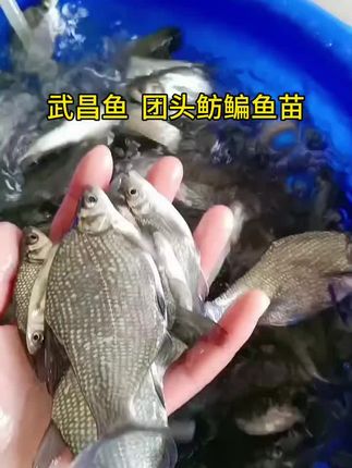 武昌鱼,又名团头鲂鳊鱼,肉质鲜嫩,清蒸最能保留原汁原味🐟🍽️ #每日分享 #水产养殖