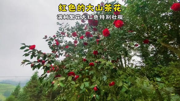 红色的大山茶花,满树繁花大红色特别壮观 乡土情怀·花语传情 一个深植于乡土的花卉匠人。我不仅种植花朵,更是传承文化的使者。每一朵花背后都有一段故事,我愿通过我的镜头,讲述这些故事,传递花语中蕴含的美好寓意。#大红茶花 #红山茶 #山茶花