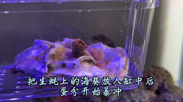 #超市赶海,生蚝上的小海葵,努力干饭的一天